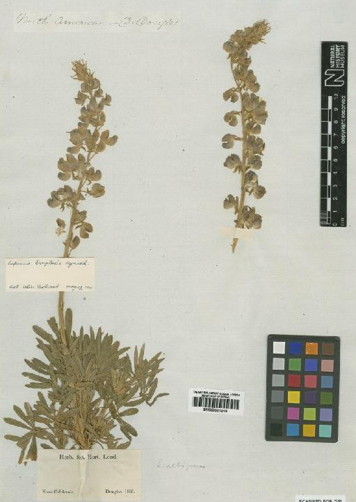 Lupinus albifrons var. douglasii (Agardh) C.P.Sm. - BM000901018
