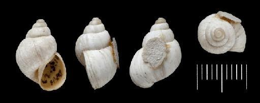 Bulinus albus Sowerby, 1833 - Bulinus albus Sowerby, 1833 -  SYNTYPES - 1842.10.149-151