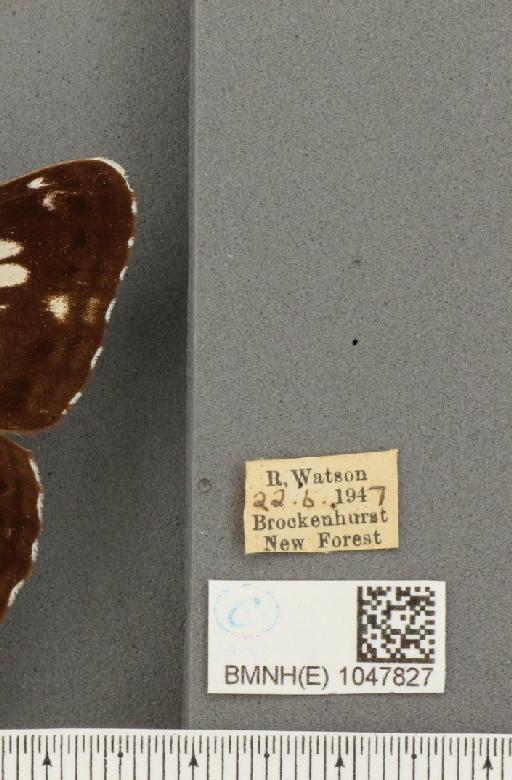 Limenitis camilla (Linnaeus, 1764) - BMNHE_1047827_label_42803