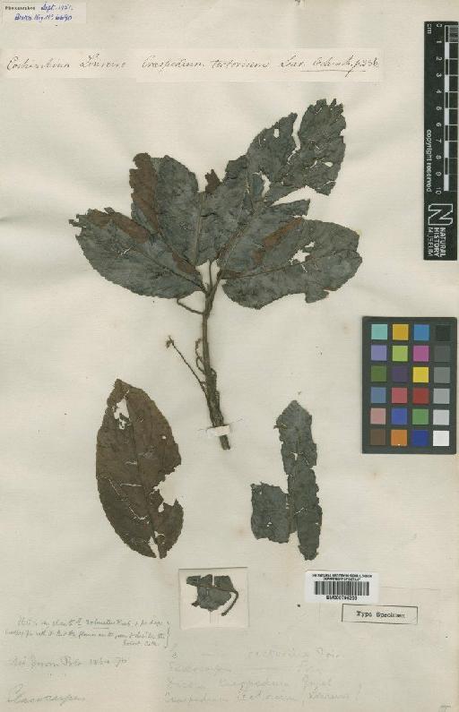 Elaeocarpus tectorius (Lour.) Poir. - BM000795203