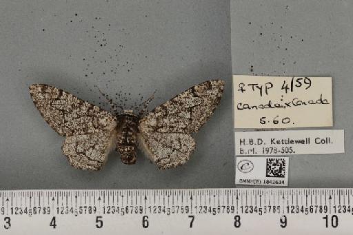 Biston betularia (Linnaeus, 1758) - BMNHE_1842634_412214
