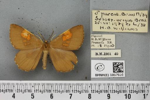 Angerona prunaria ab. postfusca Williams, 1947 - BMNHE_1867616_439861