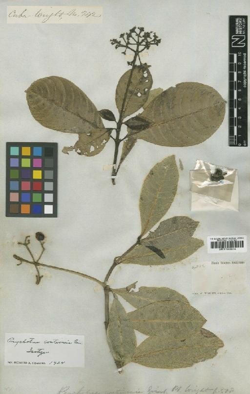 Psychotria costivena Griseb. - BM001009014