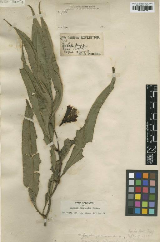 Eugenia pterocalyx Greves - BM000944198