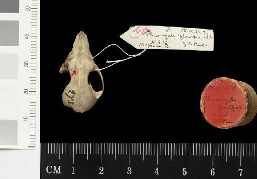 Phascogale flavipes Waterhouse, 1838 - 1855.12.24.75_Skull_Dorsal