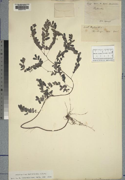 Phyllanthus lathyroides Kunth - Spruce - BM000777940