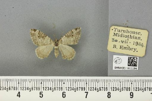 Xanthorhoe fluctuata fluctuata (Linnaeus, 1758) - BMNHE_1611194_309111