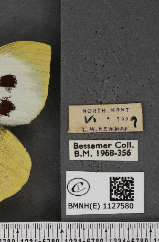 Pieris brassicae (Linnaeus, 1758) - BMNHE_1127580_label_84762