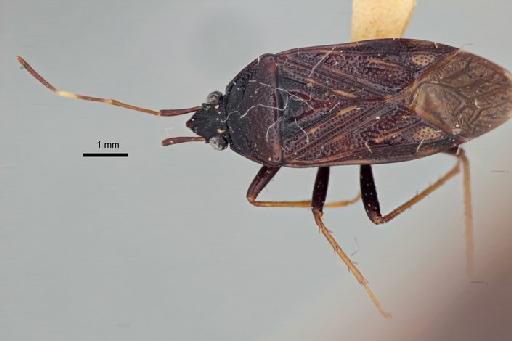 Lethaeus mungus Scudder, 1958 - Lethaeus mungus-BMNH(E)960087-Paratype female dorsal 1.25x