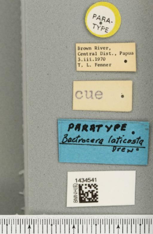 Bactrocera (Bactrocera) laticosta Drew, 1989 - BMNHE_1434541_label_28485