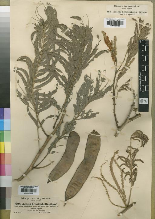 Acacia hecatophylla Steud. ex A.Rich. - BM000842133