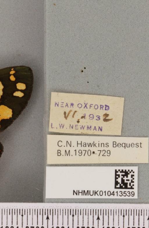 Callimorpha dominula (Linnaeus, 1758) - NHMUK_010413539_label_523548