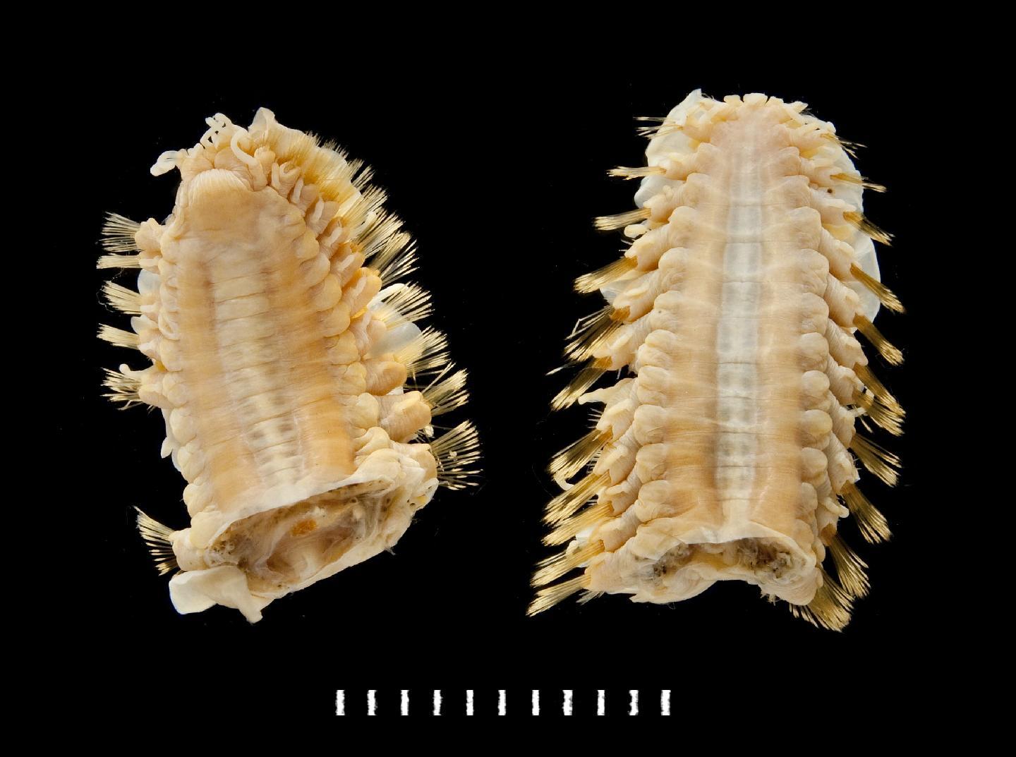 To NHMUK collection (Lepidonotus oculatus Baird, 1865; holotype; NHMUK:ecatalogue:3537778)