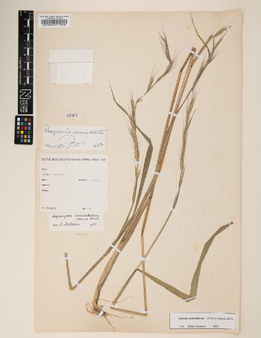 Elymus semicostatus (Steud.) Melderis - 000064632