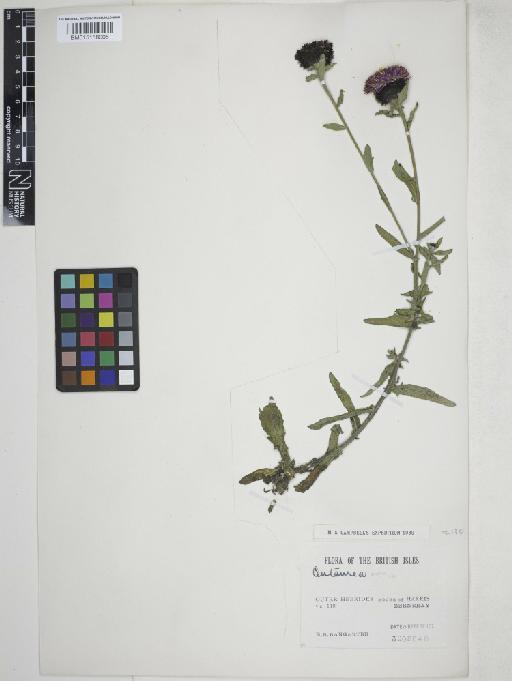 Centaurea nigra L. - 015158005