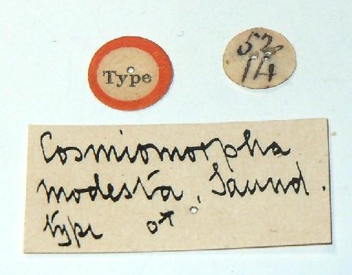 Cosmiomorpha (Cosmiomorpha) modesta Saunders, 1852 - Cosmiomorpha modesta Saunders TYPE labels 2