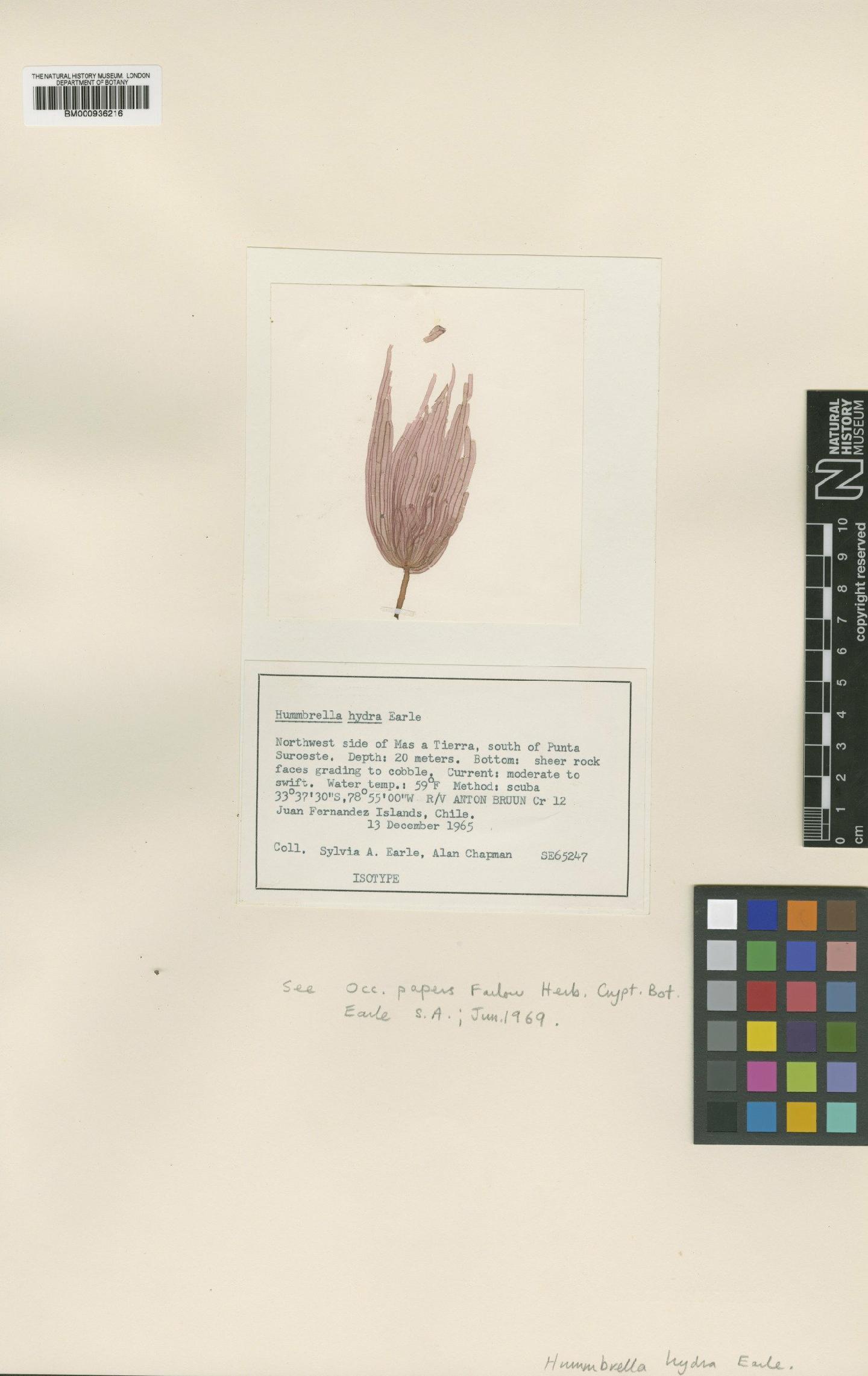 To NHMUK collection (Hummbrella hydra S.A.Earle; Isotype; NHMUK:ecatalogue:437557)