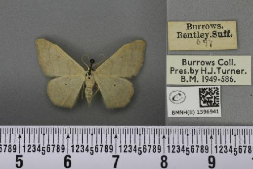 Idaea straminata (Borkhausen, 1794) - BMNHE_1596941_298769