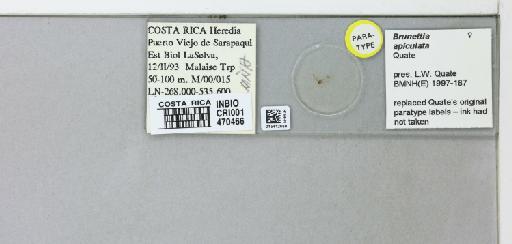 Brunettia apiculata Quate, 1996 - 015412660_299638_1328562_157663_Type