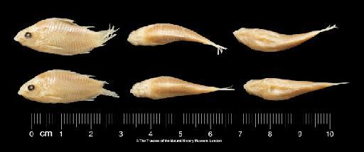 Corydoras elegans Steindachner, 1876 - BMNH 1889.11.14.59-60, PARALECTOTYPES, Corydoras elegans