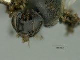 Urogaster meridionalis Ashmead, 1900 - Apanteles_balthazari_holotype_head_frontal_2