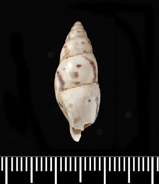 Helix fusoides subterclass Tectipleura d'Orbigny, 1835 - Helix fusoides d'Orbigny, 1835 - SYNTYPES - 1854.12.4.133