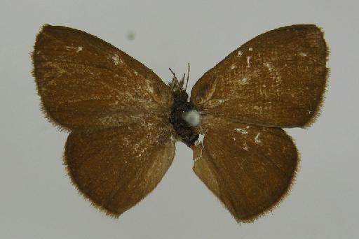 Euptychia pharella Butler, 1867 - BMNH(E)_ 1266964_Pharneuptychia_(Euptychia)_innocentia_pharella_Butler_T_male_ (2)