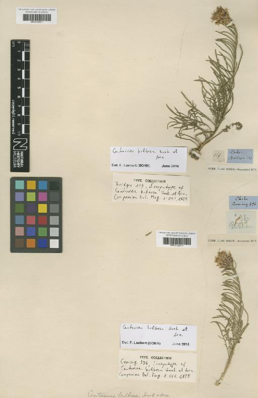 Centaurea bulbosa Hook. & Arn. - BM001209072