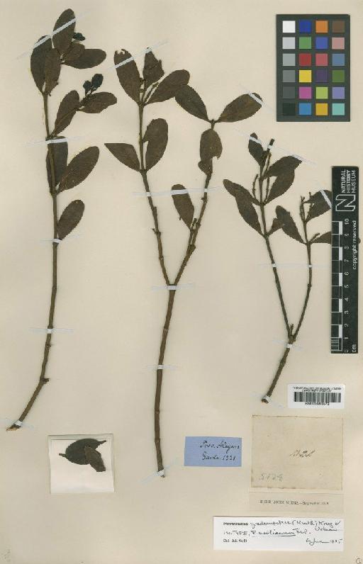Phoradendron quadrangulare (Kunth) Krug & Urb. - BM000993573