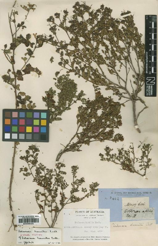 Dodonaea humilis Endl. - BM000884242