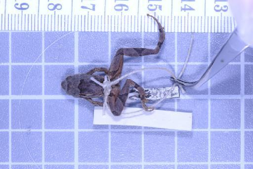 Nanohyla annamensis - Image of specimen 1947.2.11.65