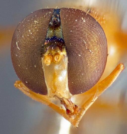 Allobaccha grahami (Bezzi, 1915) - Allobaccha grahami HT head front