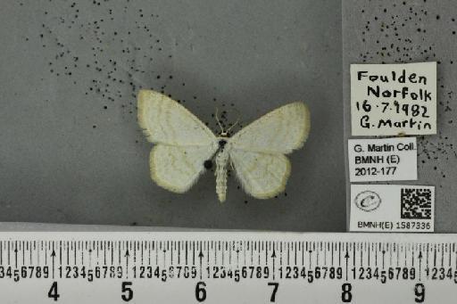 Scopula immutata (Linnaeus, 1758) - BMNHE_1587336_270479