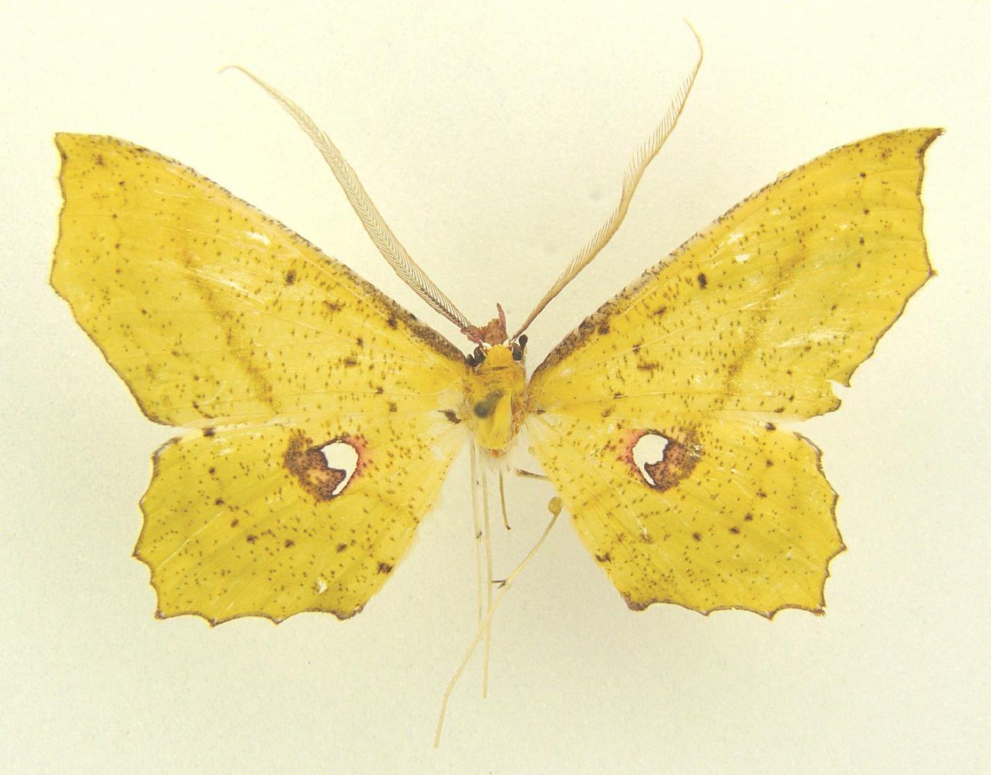 Macrotes commatica