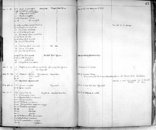 Lembos kergueleni parvorder Corophiidira (Stebbing, 1888) - Zoology Accessions Register: Crustacea: 1905 - 1935: page 43