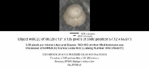 Globigerinoides ruber (d'Orbigny) - ZF7041-Globigerinoides-ruber_obj00020_plane000.jpg