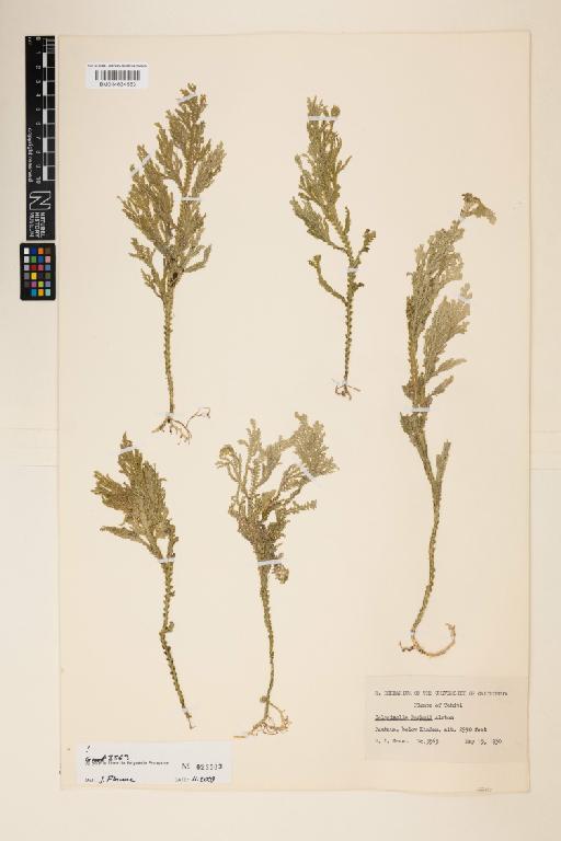 Selaginella banksii Alston - 014634553