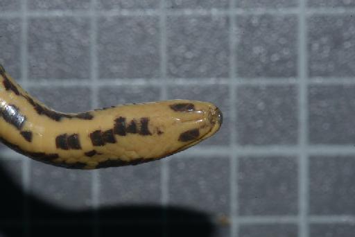 Atractus erythromelas Boulenger, 1903 - Image of specimen 1946.1.7.19