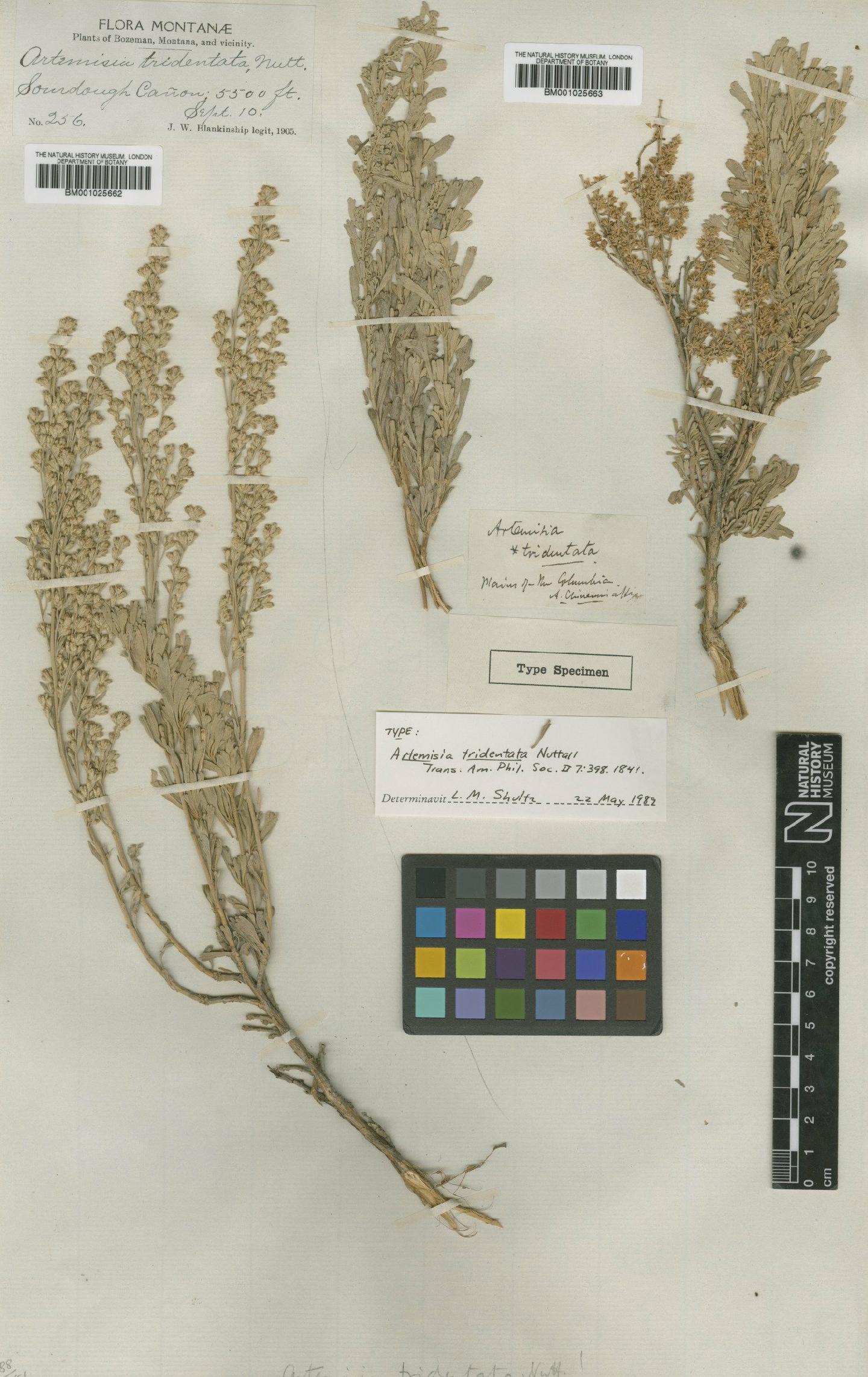 To NHMUK collection (Seriphidium tridentatum subsp. tridentatum (Nutt.) Weber; Type; NHMUK:ecatalogue:1186623)