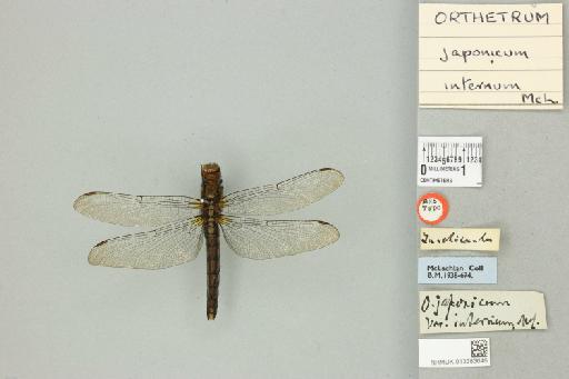 Orthetrum japonica internum McLachlan, 1894 - 013383646_dorsal