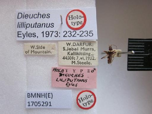 Dieuches liliputanus Eyles, 1973 - Dieuches lilliputanus-BMNH(E)1705291-Holotype Male Labels