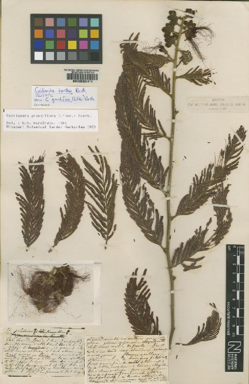 Calliandra grandiflora (L'Hér.) Benth. - BM000624418