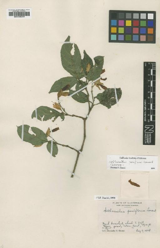 Spathacanthus parviflorus Leonard - BM000992509