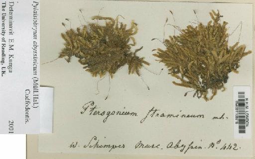 Pylaisiobryum abyssinicum (Müll.Hal.) Cufod. - BM001108515