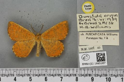 Angerona prunaria ab. fuscapicata Williams, 1947 - BMNHE_1865187_430775