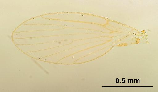 Trichomyia contigua Duckhouse, 1978 - Trichomyia_contigua-010210253-wing-100_0x-scale