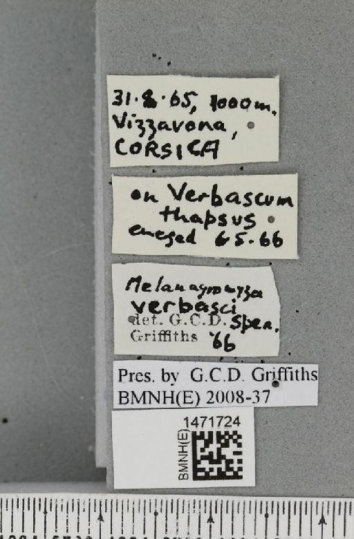 Melanagromyza verbasci Spencer, 1957 - BMNHE_1471724_label_46720