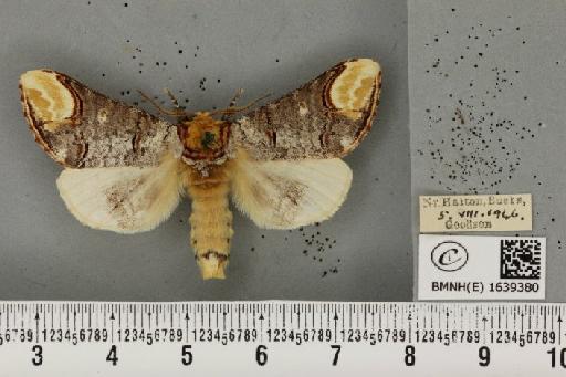 Phalera bucephala bucephala (Linnaeus, 1758) - BMNHE_1639380_208527