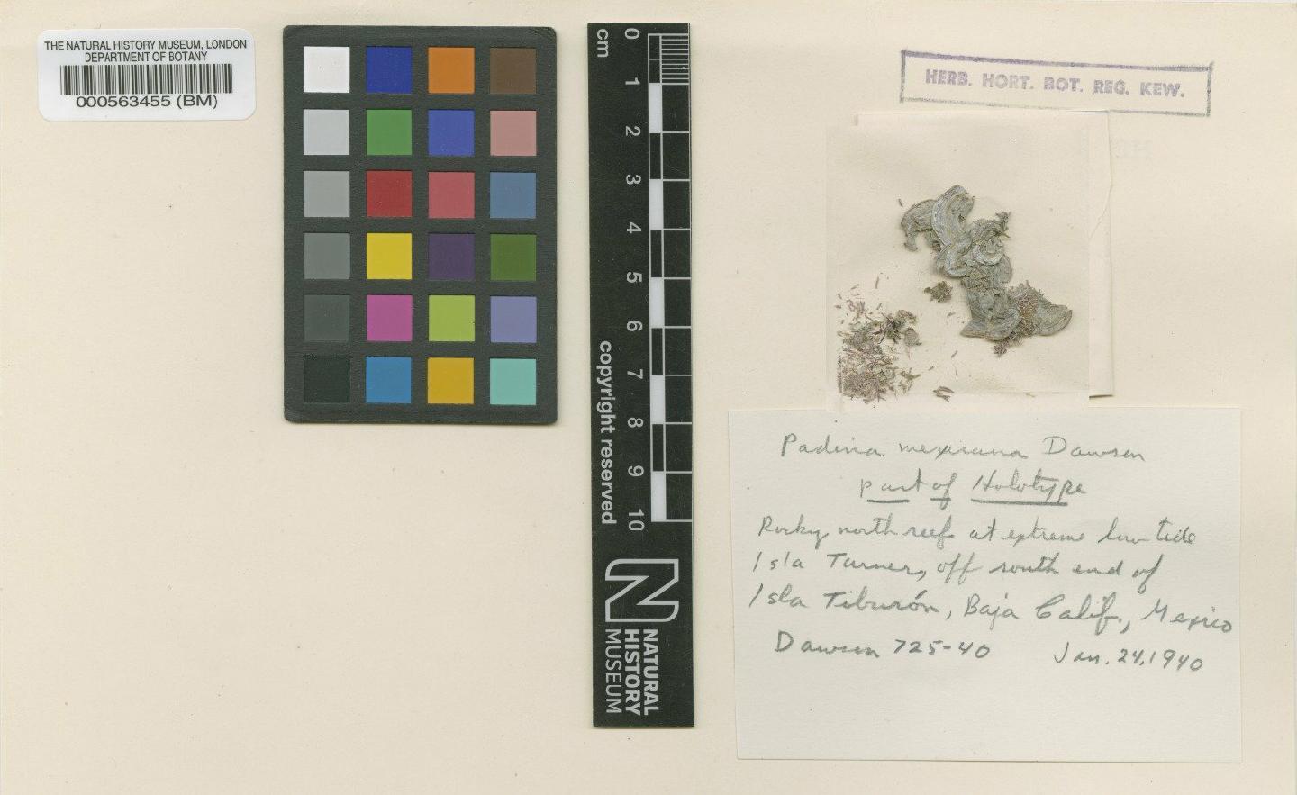 To NHMUK collection (Padina mexicana E.Y.Dawson; Holotype; NHMUK:ecatalogue:4719668)