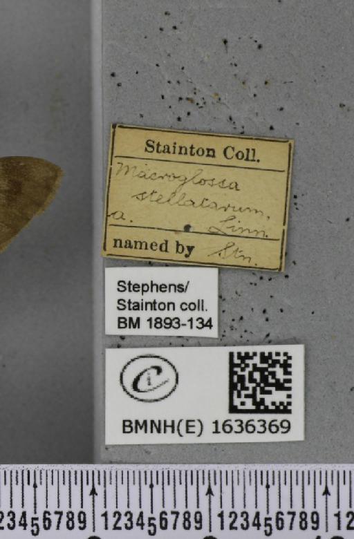 Macroglossum stellatarum (Linnaeus, 1758) - BMNHE_1636369_label_206088